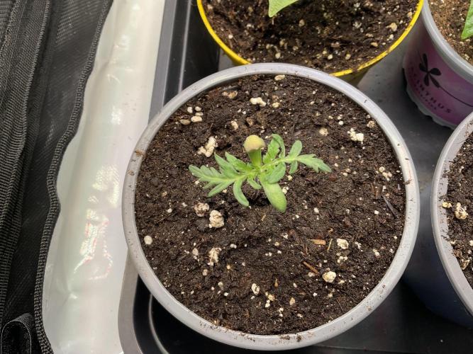 Mentha de Croco Fern-Type - TerpyZ. Week 1 - Fern type
