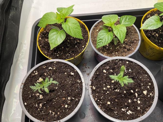Mentha de Croco Fern-Type - TerpyZ. Week 1