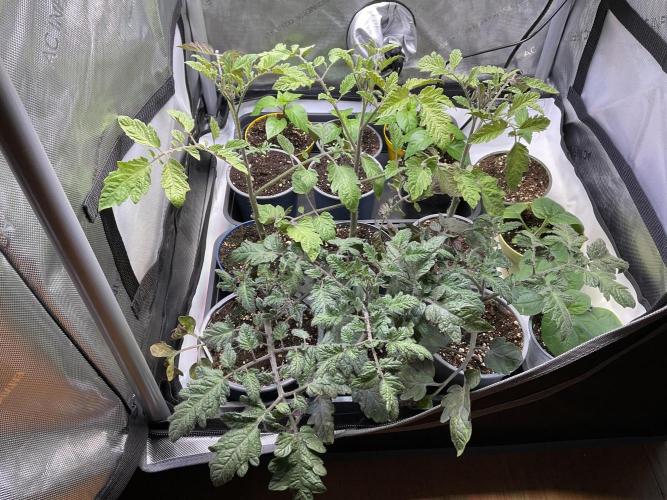 Tomatoes Sunviva / Primabella Outdoor. Week 4 - 3 x Pimabella in front 
3 x Sunviva behind
