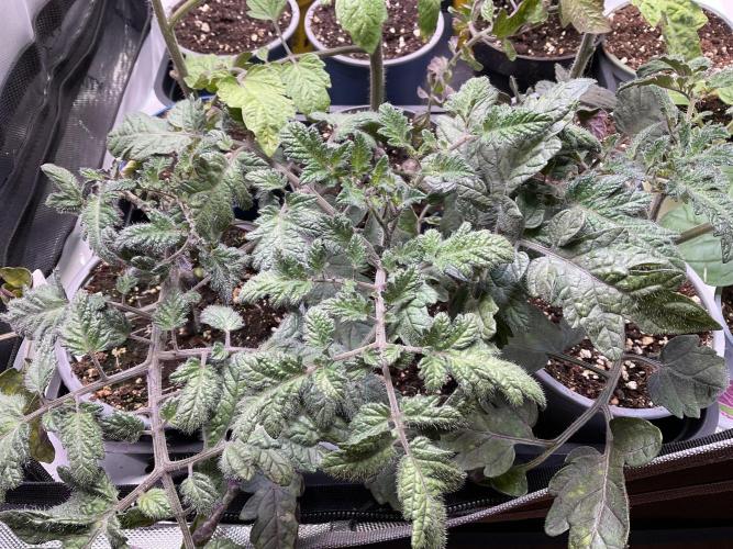 Tomatoes Sunviva / Primabella Outdoor. Week 4