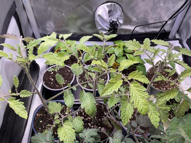 Tomatoes Sunviva / Primabella Outdoor. Week 4