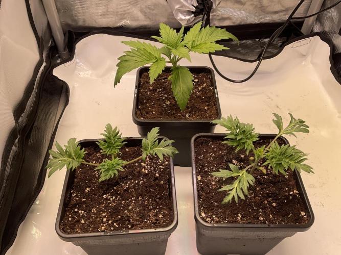 Mentha de Croco Fern-Type - TerpyZ. Week 2