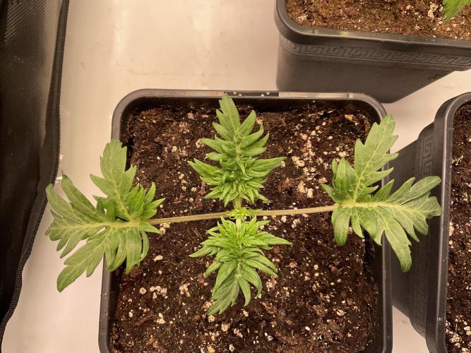 Mentha de Croco Fern-Type - TerpyZ. Week 2