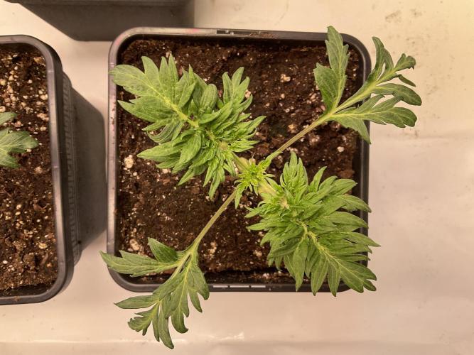 Mentha de Croco Fern-Type - TerpyZ. Week 2