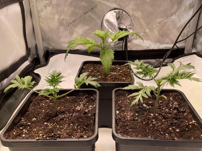 Mentha de Croco Fern-Type - TerpyZ. Week 2