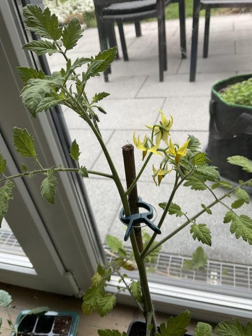 Tomatoes Sunviva / Primabella Outdoor. Week 5