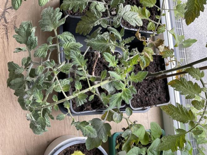 Tomatoes Sunviva / Primabella Outdoor. Week 5
