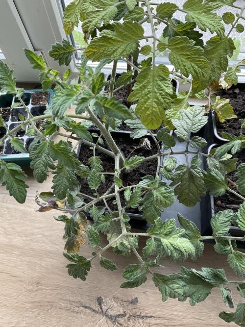 Tomatoes Sunviva / Primabella Outdoor. Week 5