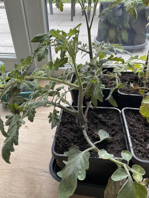 Tomatoes Sunviva / Primabella Outdoor. Week 5
