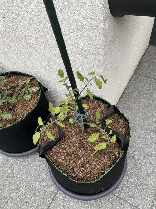 Tomatoes Sunviva / Primabella Outdoor. Week 5