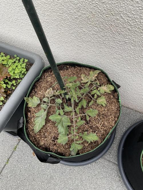 Tomatoes Sunviva / Primabella Outdoor. Week 5