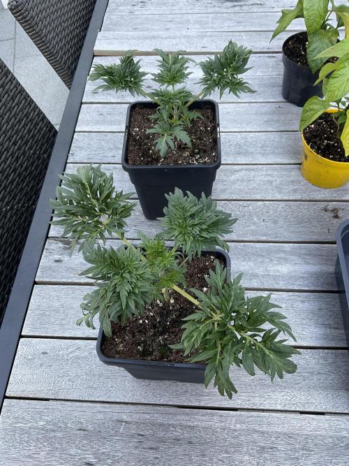 Mentha de Croco Fern-Type - TerpyZ. Week 3