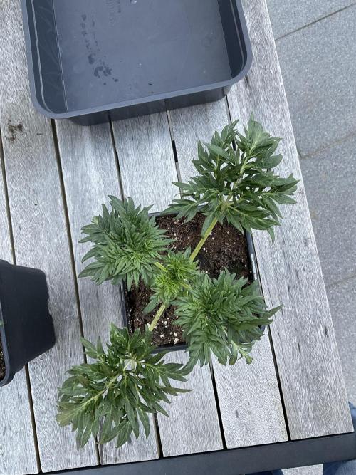 Mentha de Croco Fern-Type - TerpyZ. Week 3