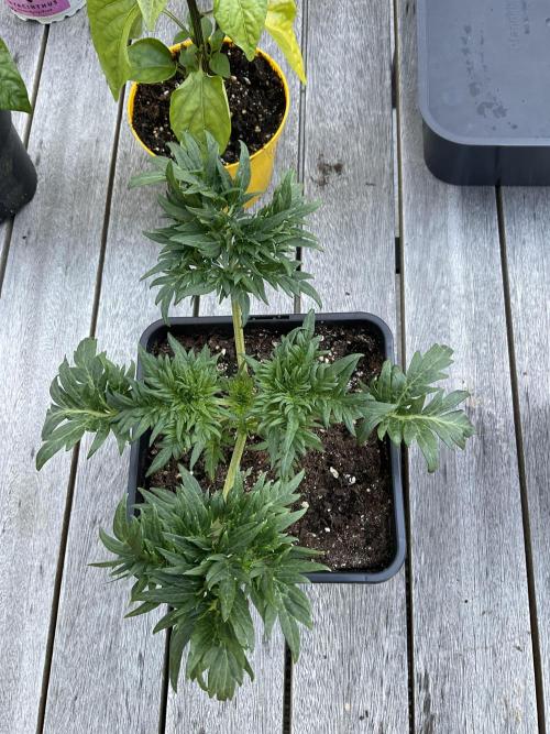 Mentha de Croco Fern-Type - TerpyZ. Week 3