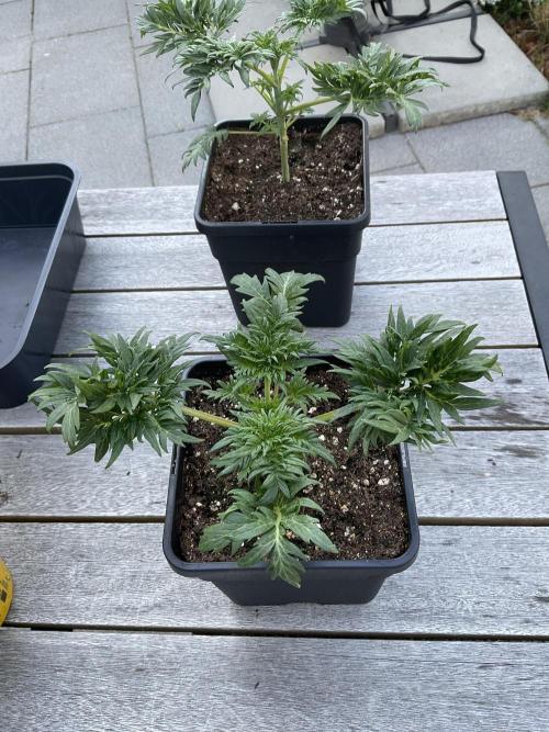Mentha de Croco Fern-Type - TerpyZ. Week 3