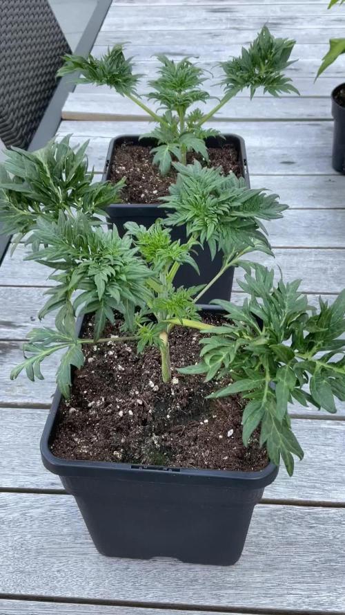 Mentha de Croco Fern-Type - TerpyZ