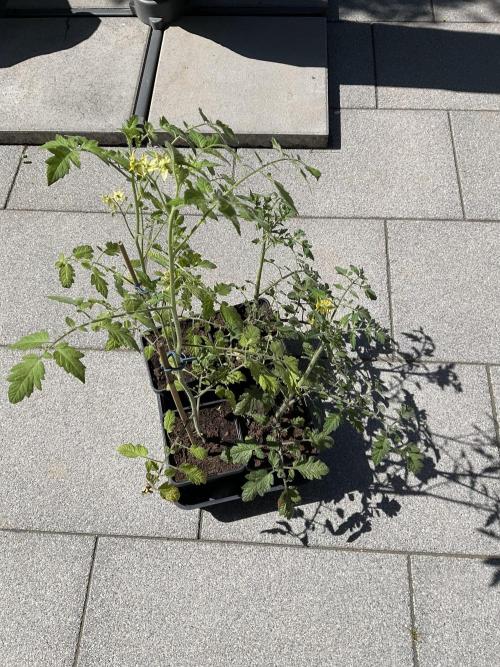 Tomatoes Sunviva / Primabella Outdoor. Week 6
