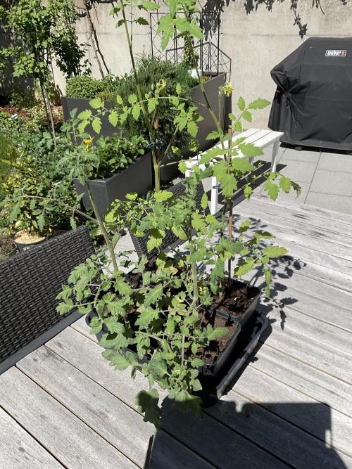 Tomatoes Sunviva / Primabella Outdoor. Week 6