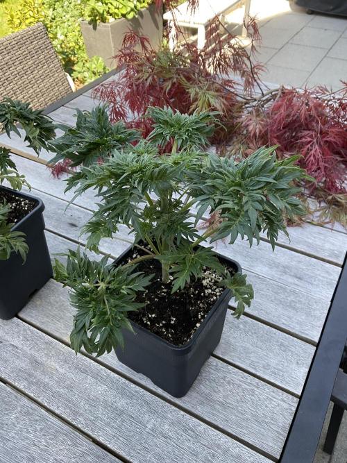 Mentha de Croco Fern-Type - TerpyZ. Week 4