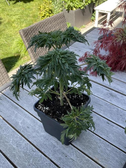 Mentha de Croco Fern-Type - TerpyZ. Week 4