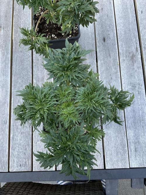 Mentha de Croco Fern-Type - TerpyZ. Week 4