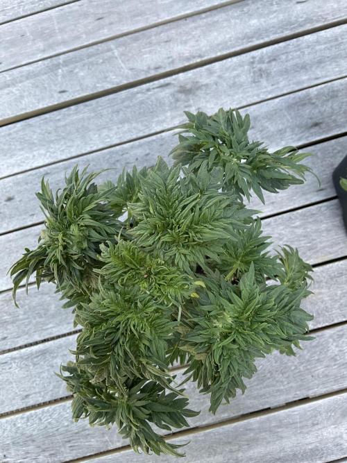 Mentha de Croco Fern-Type - TerpyZ. Week 4