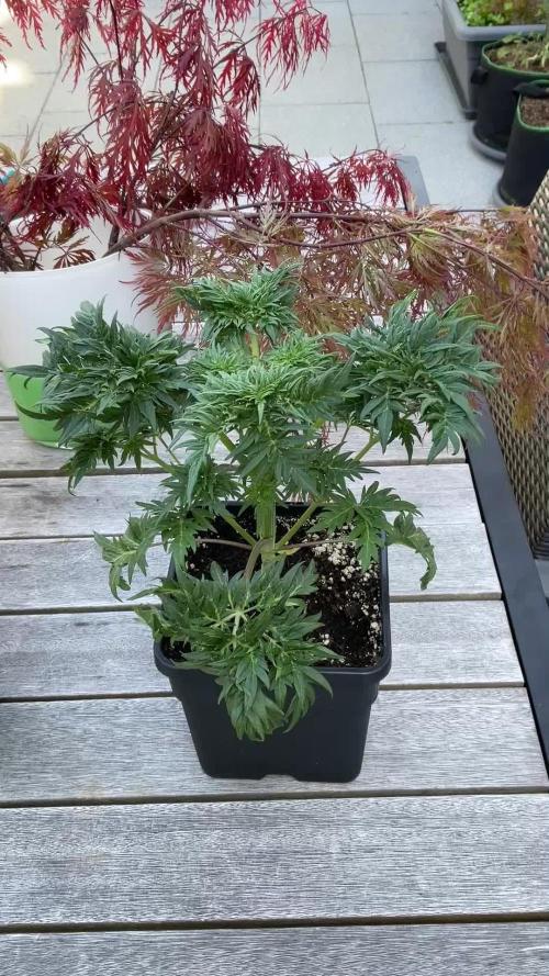 Mentha de Croco Fern-Type - TerpyZ