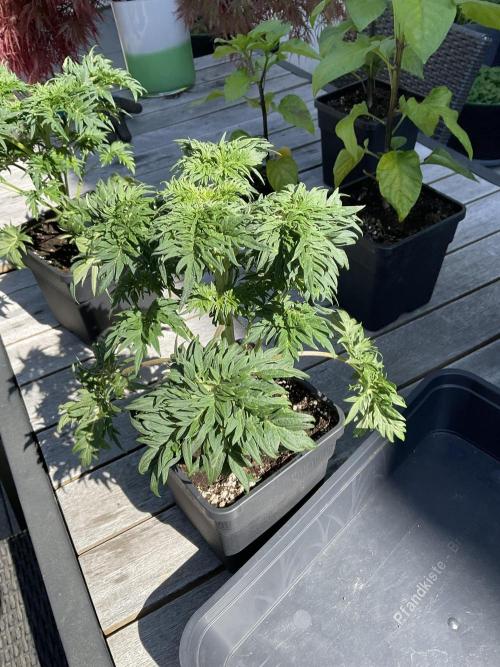Mentha de Croco Fern-Type - TerpyZ. Week 4