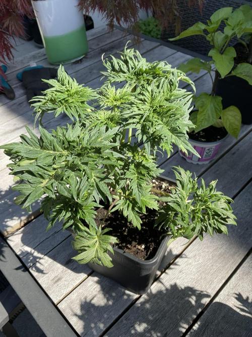 Mentha de Croco Fern-Type - TerpyZ. Week 4