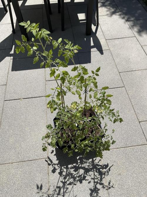 Tomatoes Sunviva / Primabella Outdoor. Week 7