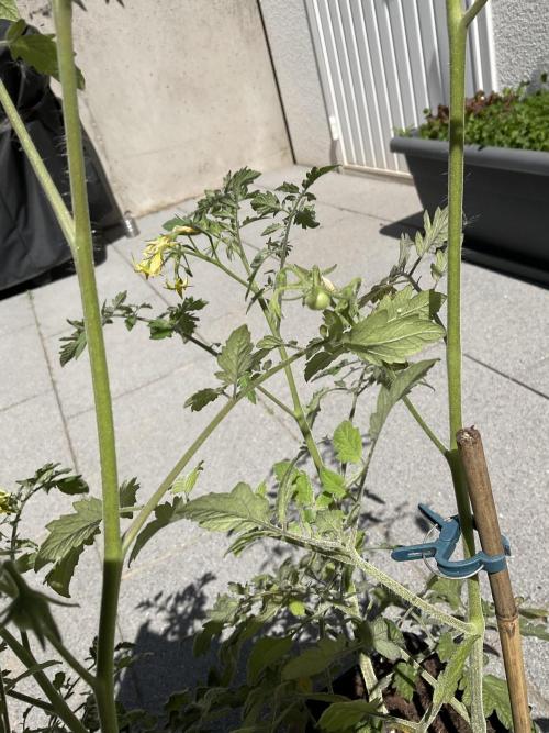 Tomatoes Sunviva / Primabella Outdoor. Week 7