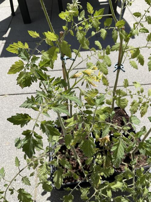 Tomatoes Sunviva / Primabella Outdoor. Week 7