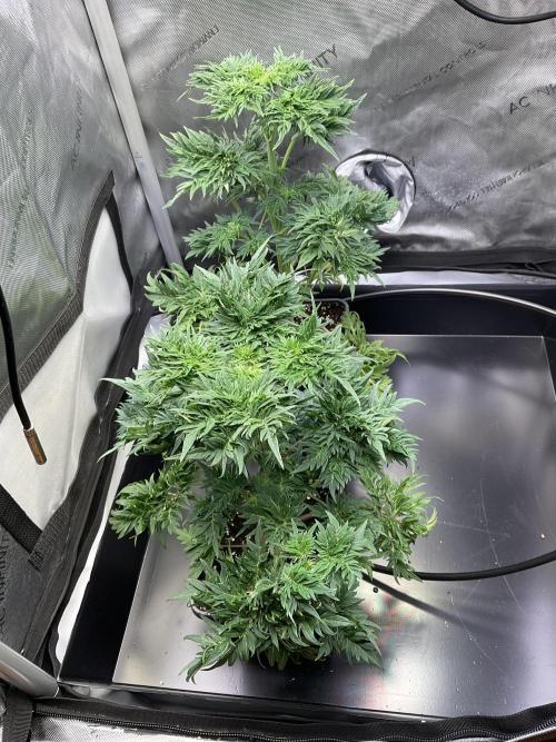 Mentha de Croco Fern-Type - TerpyZ. Week 5