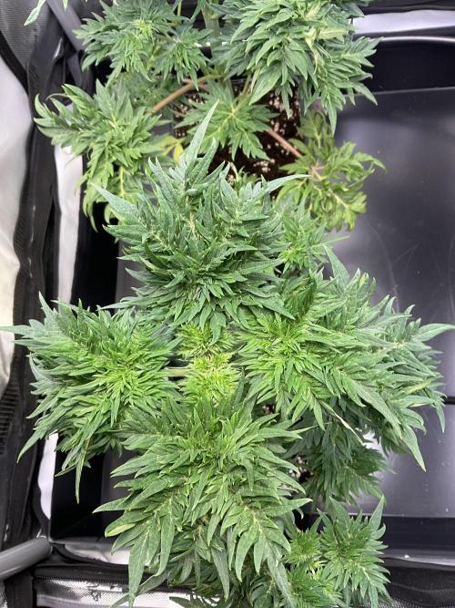 Mentha de Croco Fern-Type - TerpyZ. Week 5