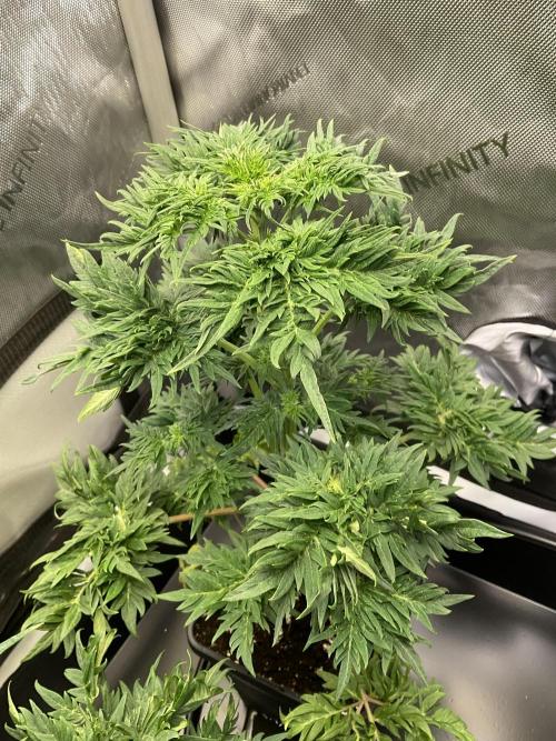 Mentha de Croco Fern-Type - TerpyZ. Week 5