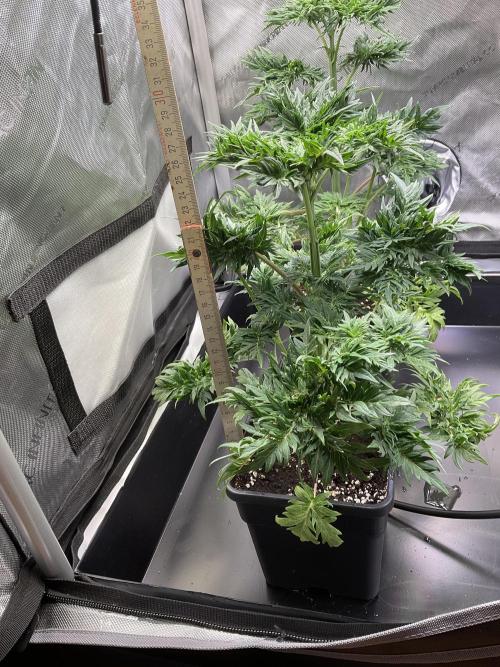 Mentha de Croco Fern-Type - TerpyZ. Week 5