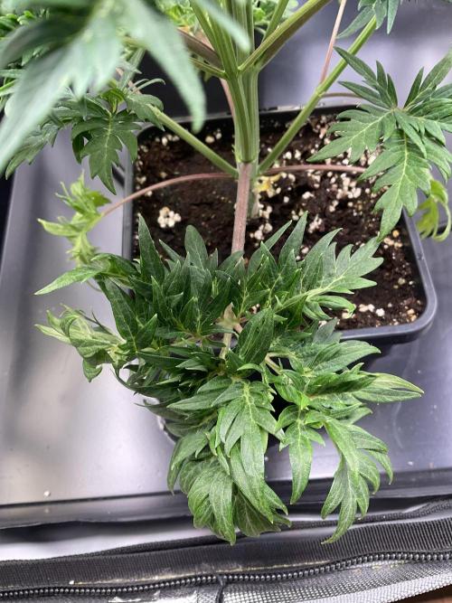 Mentha de Croco Fern-Type - TerpyZ. Week 5
