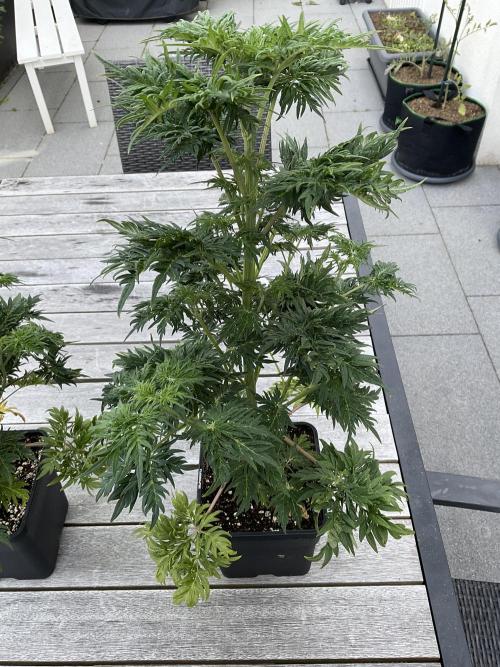 Mentha de Croco Fern-Type - TerpyZ. Week 6