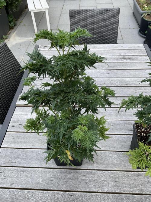 Mentha de Croco Fern-Type - TerpyZ. Week 6