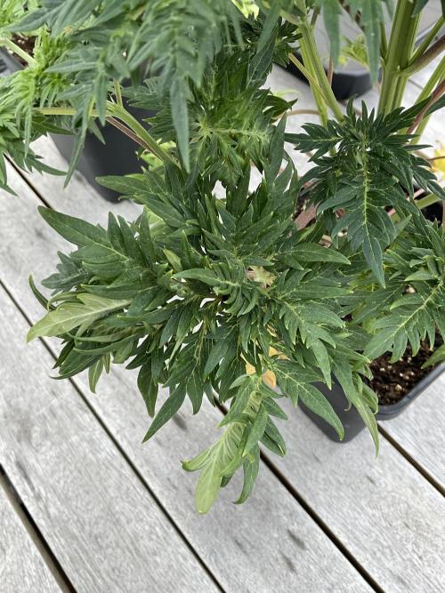 Mentha de Croco Fern-Type - TerpyZ. Week 6