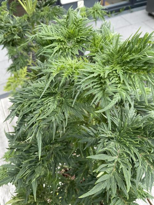 Mentha de Croco Fern-Type - TerpyZ. Week 6