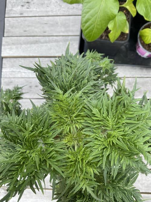 Mentha de Croco Fern-Type - TerpyZ. Week 6