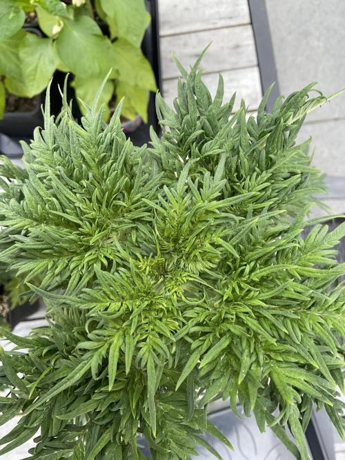 Mentha de Croco Fern-Type - TerpyZ. Week 6