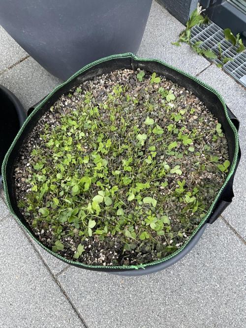 Mentha de Croco Fern-Type - TerpyZ. Week 6