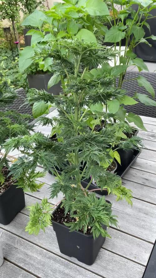 Mentha de Croco Fern-Type - TerpyZ
