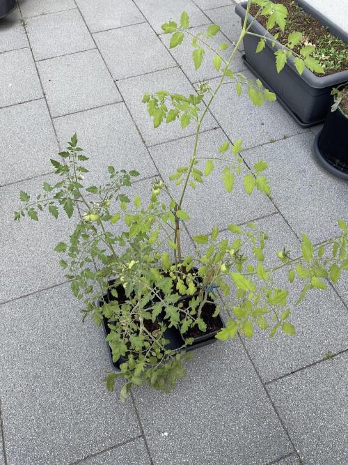 Tomatoes Sunviva / Primabella Outdoor. Week 8