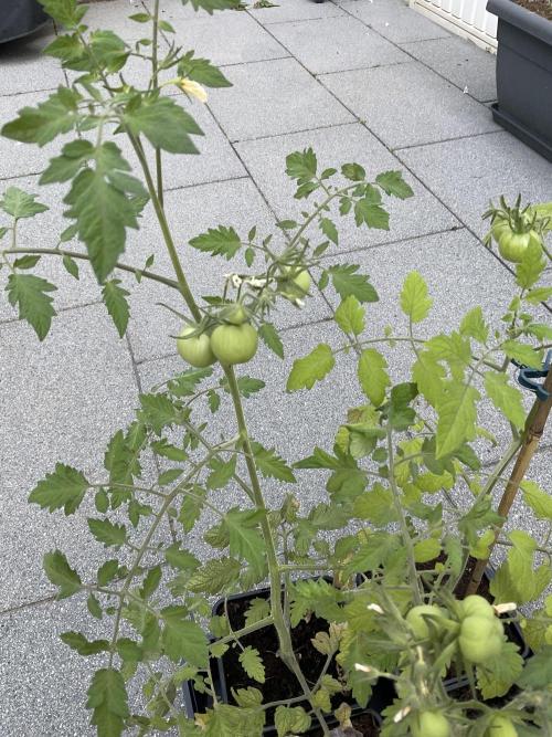 Tomatoes Sunviva / Primabella Outdoor. Week 8