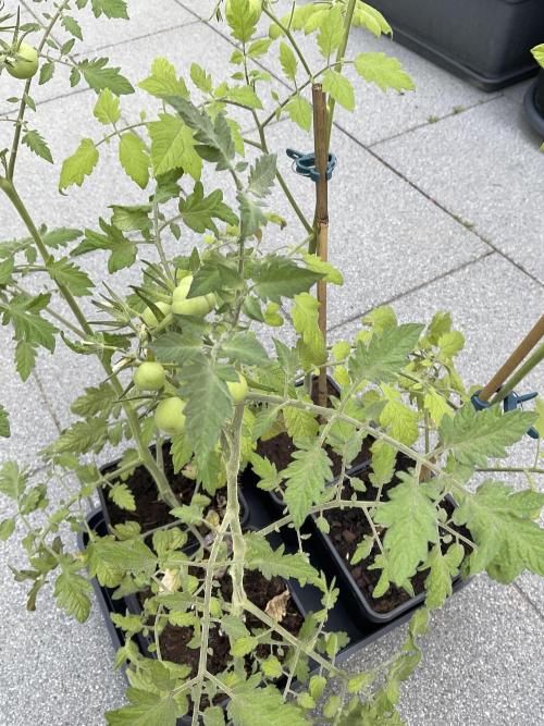 Tomatoes Sunviva / Primabella Outdoor. Week 8