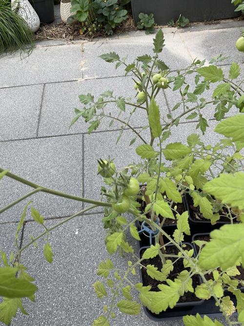 Tomatoes Sunviva / Primabella Outdoor. Week 8