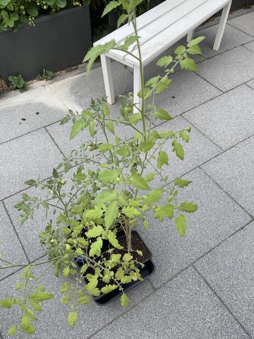 Tomatoes Sunviva / Primabella Outdoor. Week 8